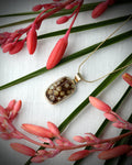Hawaiian leopard cowry shell pendant necklace in 14k gold fill